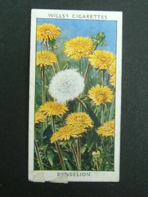 Wills - Wildblumen 2. Serie (1937) - # 25 Pusteblume