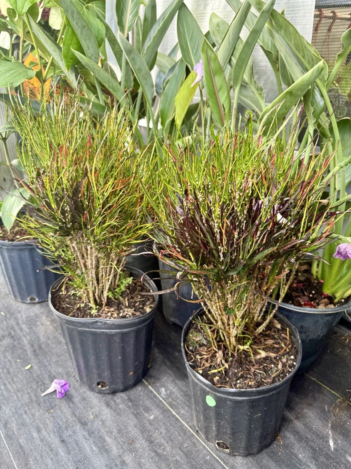 'Picasso's Paintbrush' croton plant (Codiaeum variegatum 'Picasso's Paintbrush')