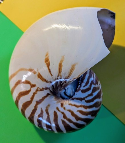 Great Massive Collectible Polished Nautilus Sea Shell -Imperfect 7" x 5.5" !!! - Picture 7 of 8