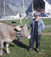 Vintage Stereo Realist Photo 3D Slide SWISS COW Andermatt Switzerland