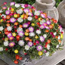 1000PCS Lampranthus Spectabilis Seeds Mixed Flower Seeds for Planting  Growing
