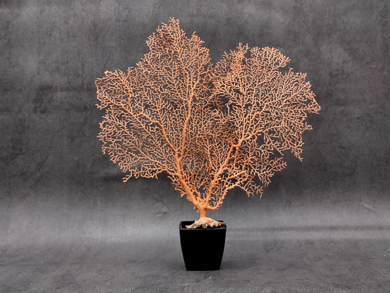 Red Orange Sea Fan Coral Echinogorgia SP (1 fan approx. 7-9+ inches)