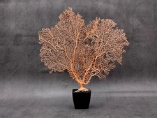 Abanico Mar Rojo Naranja Coral Echinogorgia SP (1 ventilador aprox. 7-9+ pulgadas)