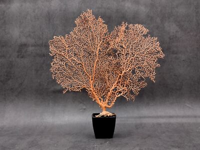 Red Orange Sea Fan Coral Echinogorgia SP (1 fan approx. 7-9+ inches)