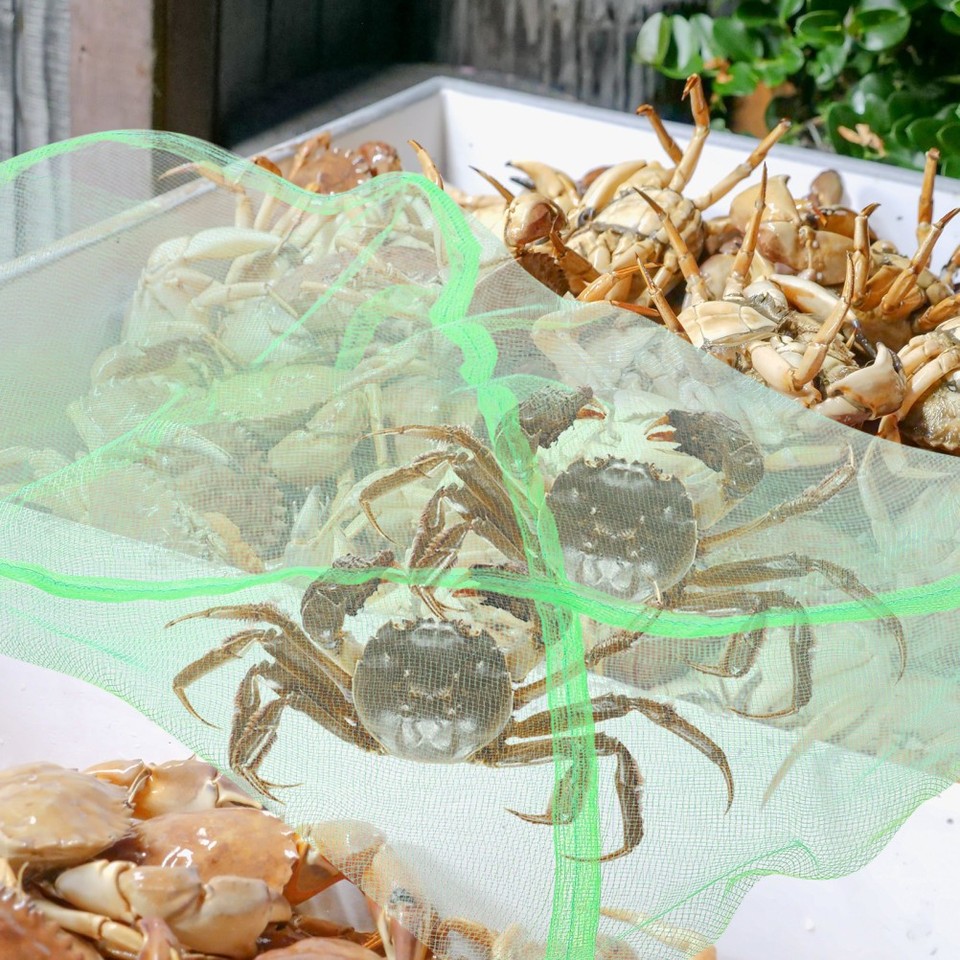 Trappola Per Granchi Pieghevole Professionale – Rete In Nylon E Telaio In Acciaio – 25×45 Cm, Galleggiante – Ideale Per Spiagge, Scogli E Sopravvivenza