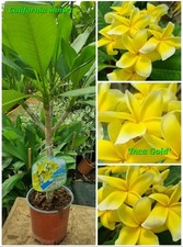 Pianta di plumeria (Plumeria plant) "Inca Gold"
