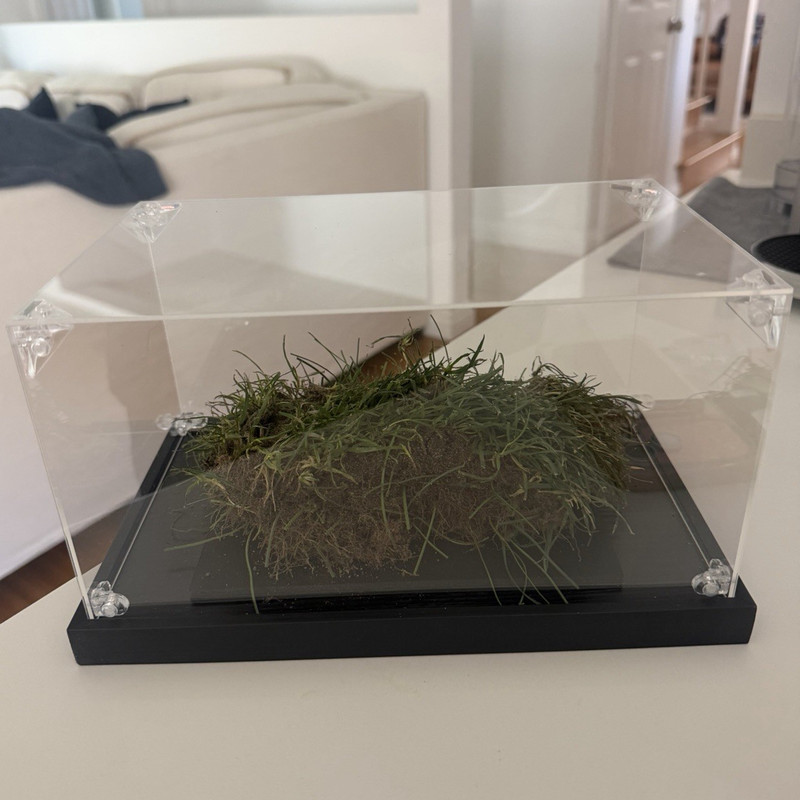 Authentic 6x6in Los Angeles Stadium Grass Piece  (spain played on it twice)
