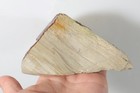 Sunset Jasper Lapidary 1 lb. 6 oz. rough Lot D — photo 1