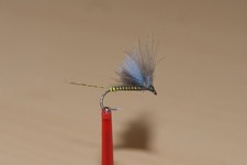 5 mosche blu oliva (blu ferro) taglia 16