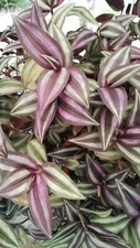 Tradescantia  Zebrina vaso 7cm Succulente Piante grasse succulenti