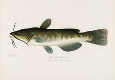 14572.Decor Poster.Room interior design.Marine life vintage drawing.Fish market