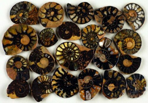 Lovely Madagascar Ammonite Cut In Half And Polished Cretaceous - Foto 2