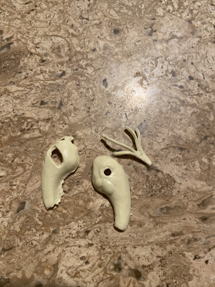 Vintage 1961 Model Kit Anatomy of The Listening Ear Superior Plastics