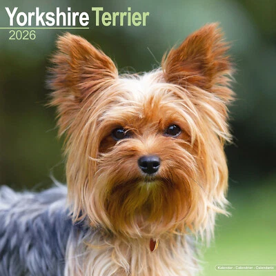 AVONSIDE PUBLISHING LTD Yorkshire Terrier 2026 Calendar | Dog Breed Gift Wall 20% OFF MULTI ORDERS