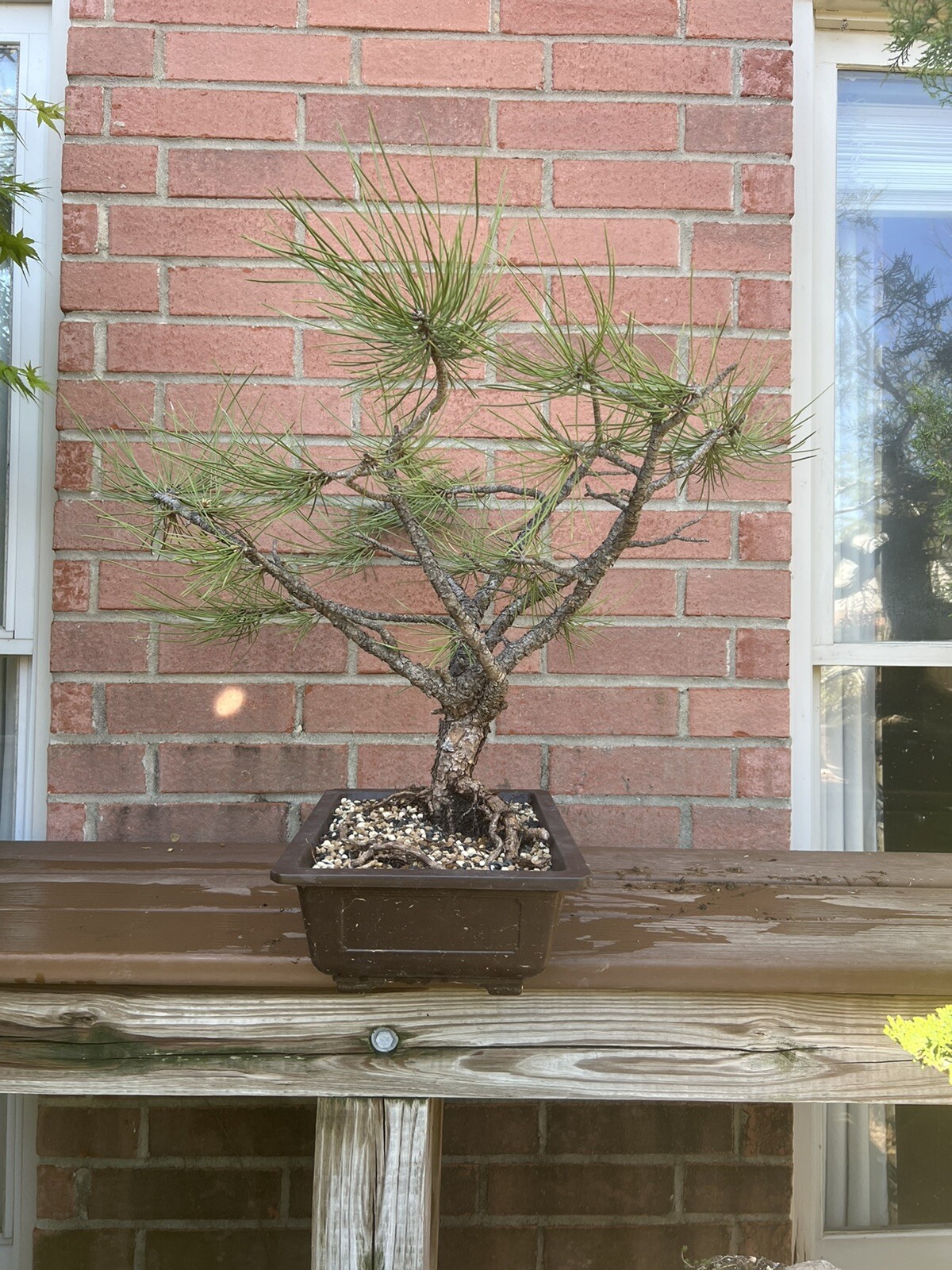 Yamadori ponderosa pine bonsai tree eBay