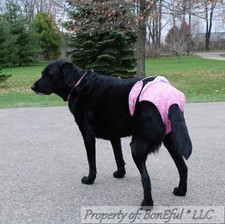 BonEful RTS NEW DOG gy Diaper Female Heat Incontinence Girl STAY ON XXXL L Breed