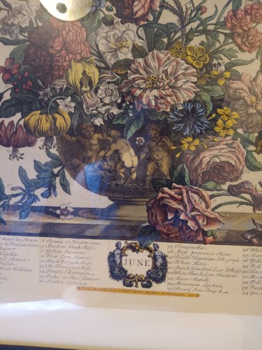 Stampa vintage Robert Furber (giugno) botanica 12 mesi di fiori incorniciata 21 5/8x17 5 - Foto 9 di 20