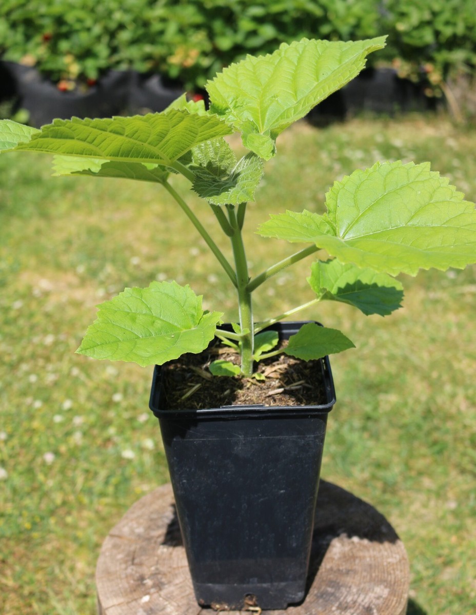 Paulownia Pao Tong Z07 Baum - Blauglockenbaum Winterhart Bis -33°C, Schnellwachsend
