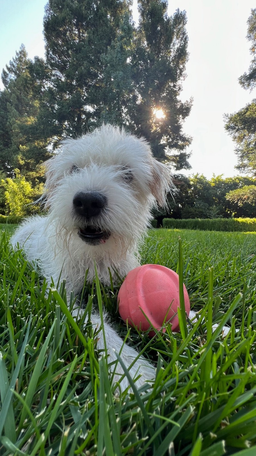 CHRISTMAS TREE ORNAMENT WOOD SILVER DEER ELK HUNTING NATURE HOLIDAY DECOR 3 3/4"