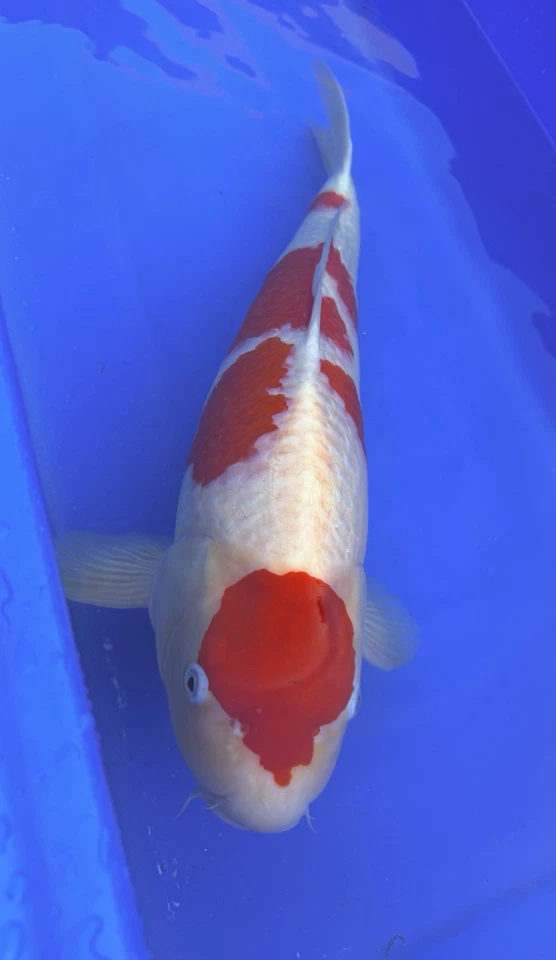 Kohaku 26”27” pulgadas Foto 4 de 4