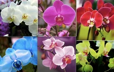20 EXOTIC RARE ORCHID SEEDS for garden flower house plant bush USA SELLER USPS