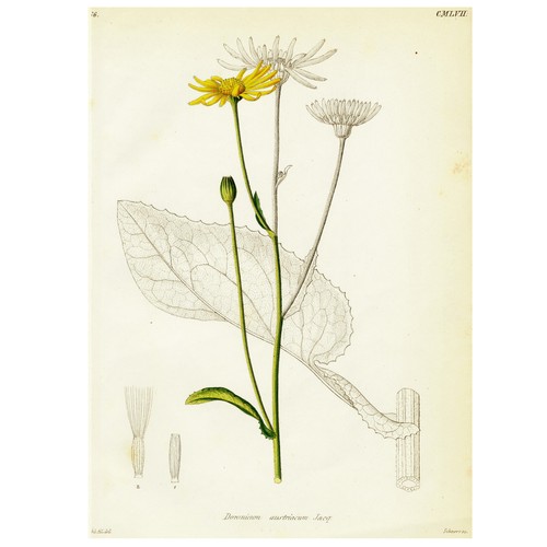 1834 REICHENBACH FLORA Hand-Colored Engraving, DORONICUM (Leopard's Bane) - Picture 2 of 8