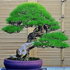 20 Bonsai Japanese Pine Tree Seeds Dwarf Mini Tree