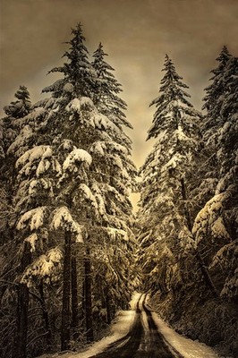 Wagner Creek Snow by David Lorenz Winston Fine Art Print Landscape Poster 11x14