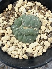 LW RareSucculents cactus criatata selfroot Ga...