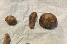 Amorphophallus haematospadix EXAMPLE PHOTO  - 1 tuber