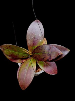 Hoya sp Buntokensis red free Phytosanitary Certificate