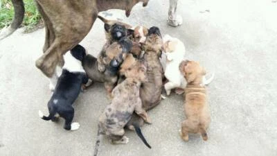 Mastiff Wolfound Great Dane Puppies Dogs Puppies Gumtree