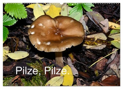 Pilze, Pilze (Wandkalender 2026 DIN A2 quer), CALVENDO Monatskalender Oechsner