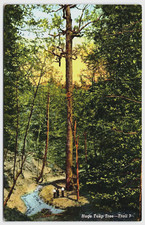 Vintage Postcard - Huge Tulip Tree Trail 7 - Turkey Run State Park - Marshall IN