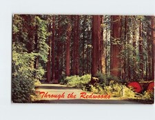 Postcard Giant Redwoods of Northern California USA