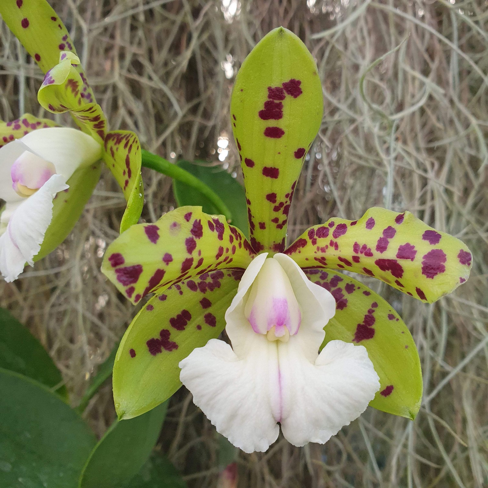 Orchidée rare Cattleya Yns Green Leopard de qualité horticole supérieure