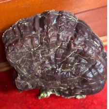 HERB 2/3 LBs Whole Wild Reishi foraged San Ju...