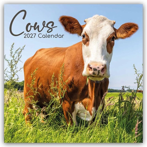 Cows - KüHe 2027 - 16-Monatskalender | Gifted Stationery Co. Ltd | Kalender-image