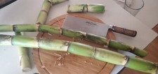 5ft total length SUGAR CANE GREEN JUICING CHEWING ORGANIC
