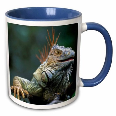 3dRose Costa Rica Muelle San Carlos Iguana Lizard Two Tone 11oz Mug Paul Souders