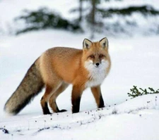 Only for pay extra customzing fee for fast shipping or add size  for 6xl