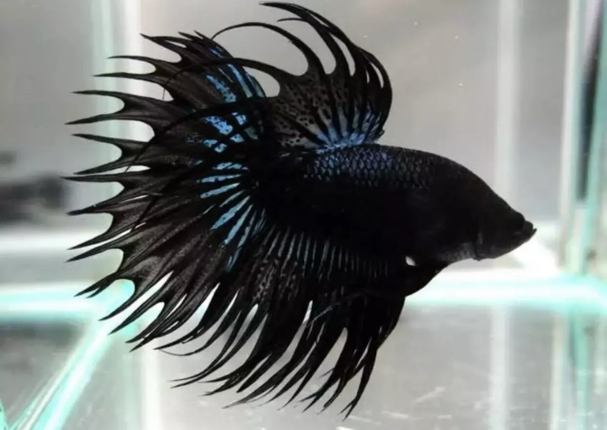 Live Betta fish male crowntail super black