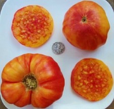 Hillbilly  Most Popular Bi-Color Ever! - +25 Seeds - Buy any 3 items, 10% off!