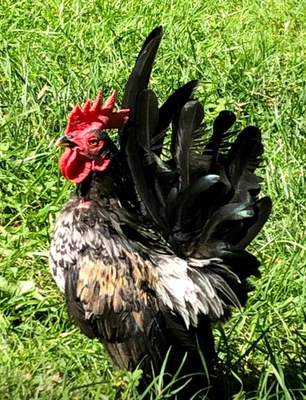 10 + Fertile Serama Chicken Hatching Eggs