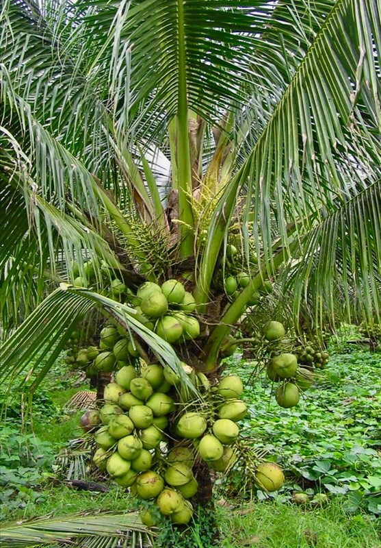 Dwarf Green Malayan seeds Coconut seed sprouted 2
