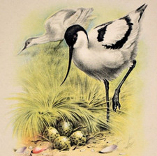 Vintage 1960 Koninklijke Rotterdamsche Lloyd Menu SS Zeeland Texel Kluut Avocet