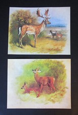 ARCHIBALD THORBURN  TWO  7.10"x 8.80"   VINTAGE  MAMMALS  ART PRINTS   DEERS