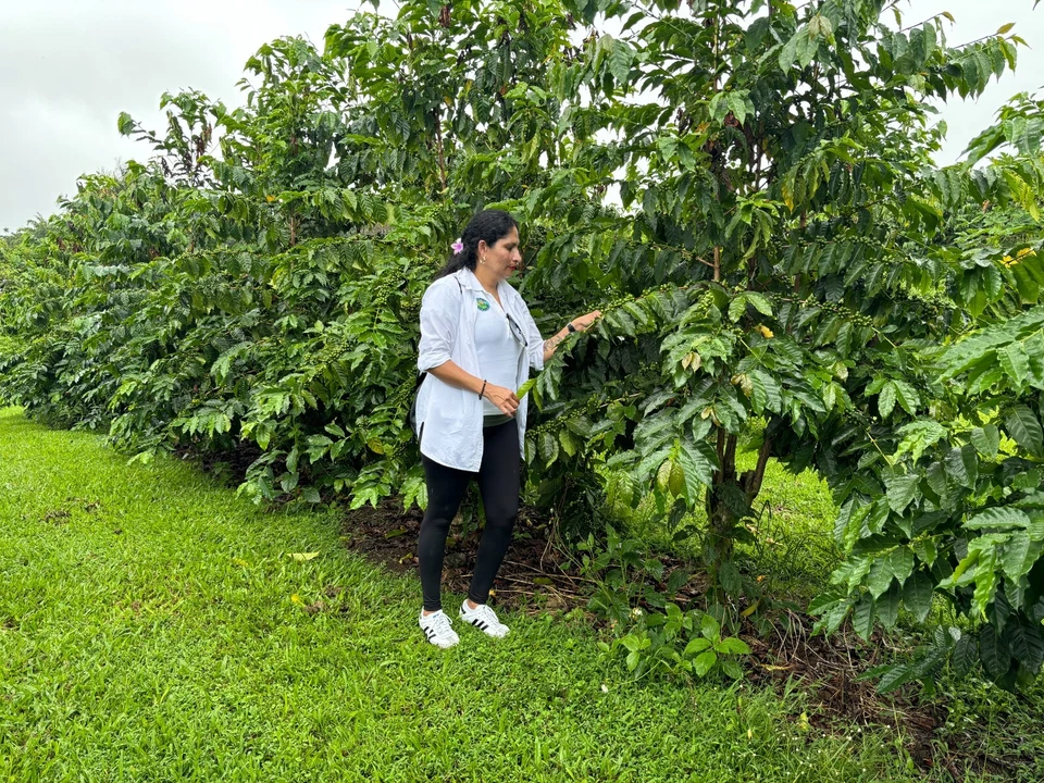 未磨砂绿色咖啡 100% 柯纳夏威夷咖啡豆 - 5 点 — 第 4/4 张图片