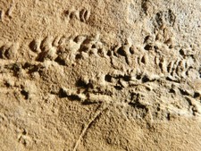 Big! Very RARE Cruziana or Fossil Trilobite TRACKWAY 100% Natural Morocco 623gr