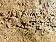 Big! Very RARE Cruziana or Fossil Trilobite TRACKWAY 100% Natural Morocco 623gr